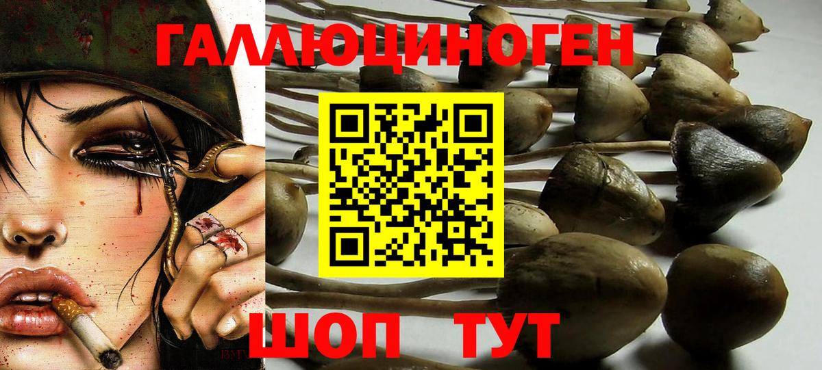 Псилоцибиновые грибы Psilocybine cubensis Ступино